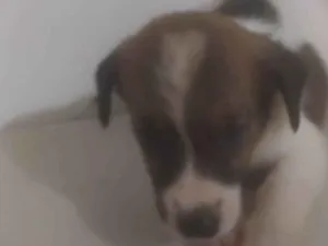 Cachorro raça ND idade Abaixo de 2 meses nome Bebê 2