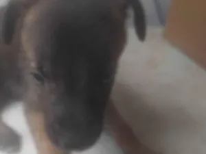 Cachorro raça SRD-ViraLata idade Abaixo de 2 meses nome BEBÊS 1, 2, 3 e 4