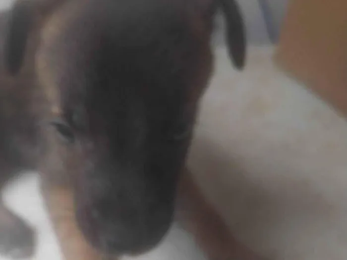 Cachorro ra a SRD-ViraLata idade Abaixo de 2 meses nome BEBÊS 1, 2, 3 e 4