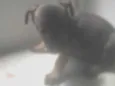 Bebê 2