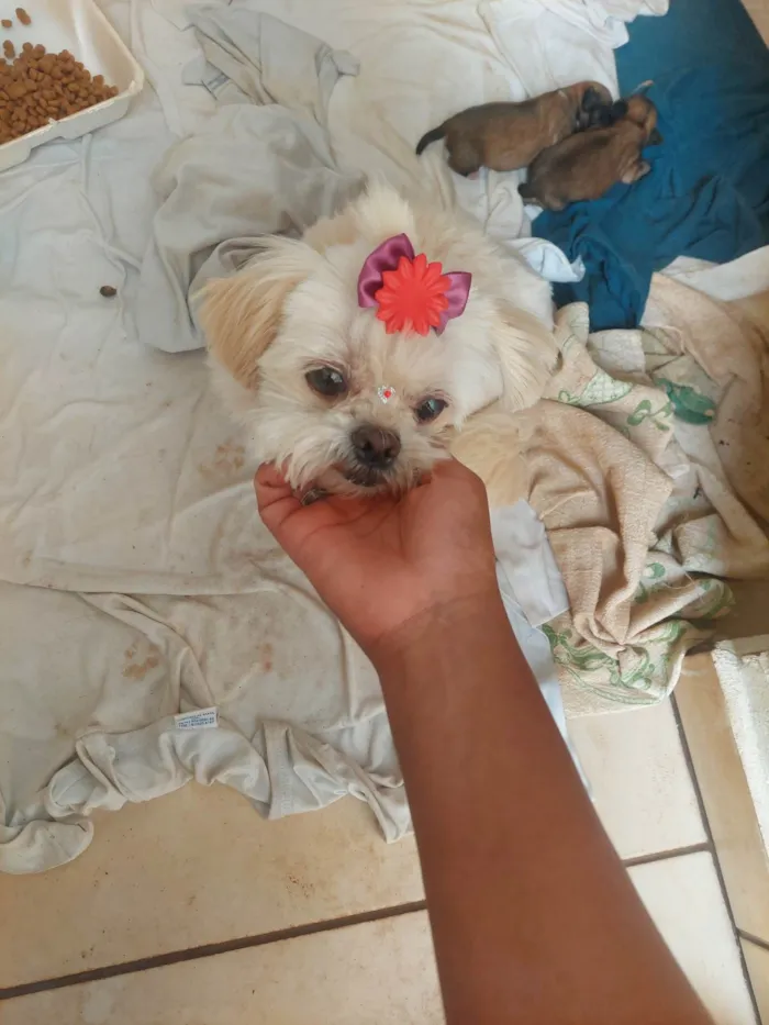 Cachorro ra a Mini shitzu idade 6 ou mais anos nome Nina
