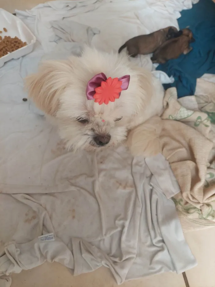 Cachorro ra a Mini shitzu idade 6 ou mais anos nome Nina