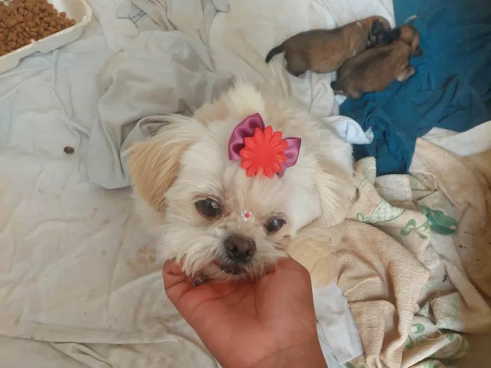 Cachorro ra a Mini shitzu idade 6 ou mais anos nome Nina