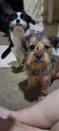 Bilu e Bibi