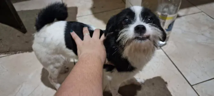 Cachorro ra a SRD-ViraLata idade 2 anos nome Bilu e Bibi 