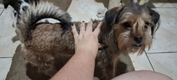 Cachorro ra a SRD-ViraLata idade 2 anos nome Bilu e Bibi 