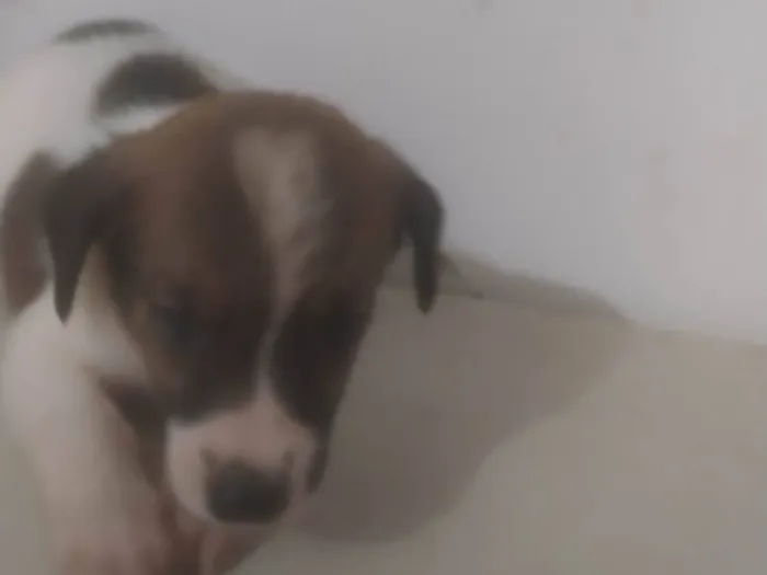 Cachorro ra a ND idade Abaixo de 2 meses nome Bebê 2