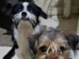 Bilu e Bibi
