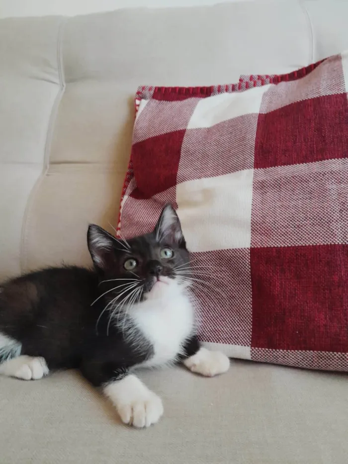 Gato ra a SRD-ViraLata idade 2 a 6 meses nome Nino