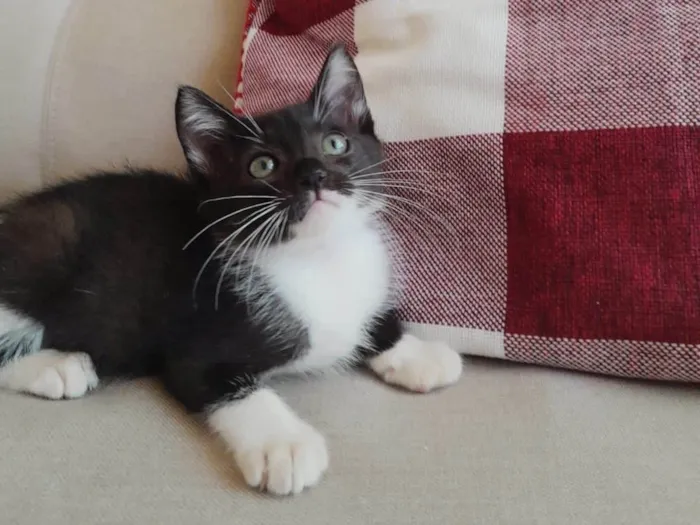 Gato ra a SRD-ViraLata idade 2 a 6 meses nome Nino