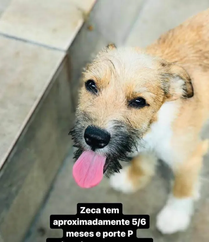 Cachorro ra a SRD-ViraLata idade 2 a 6 meses nome Zeca