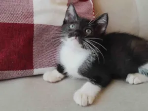 Gato raça SRD-ViraLata idade 2 a 6 meses nome Nino