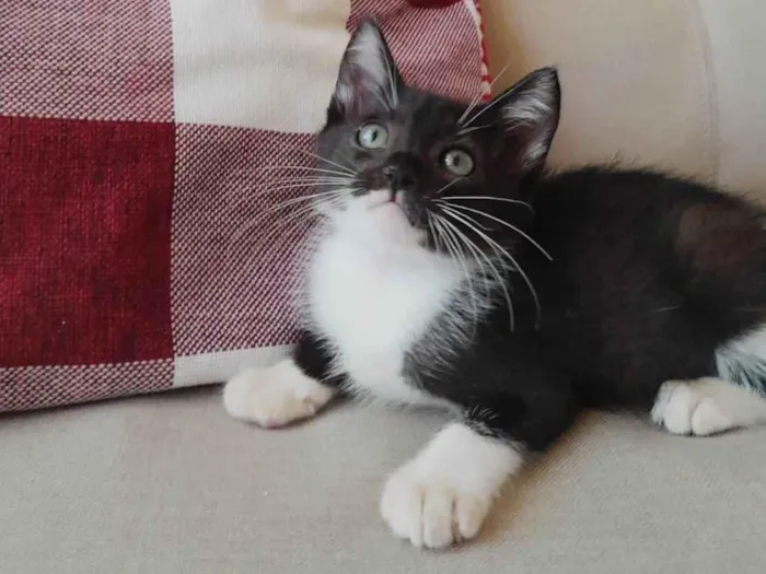 Gato ra a SRD-ViraLata idade 2 a 6 meses nome Nino