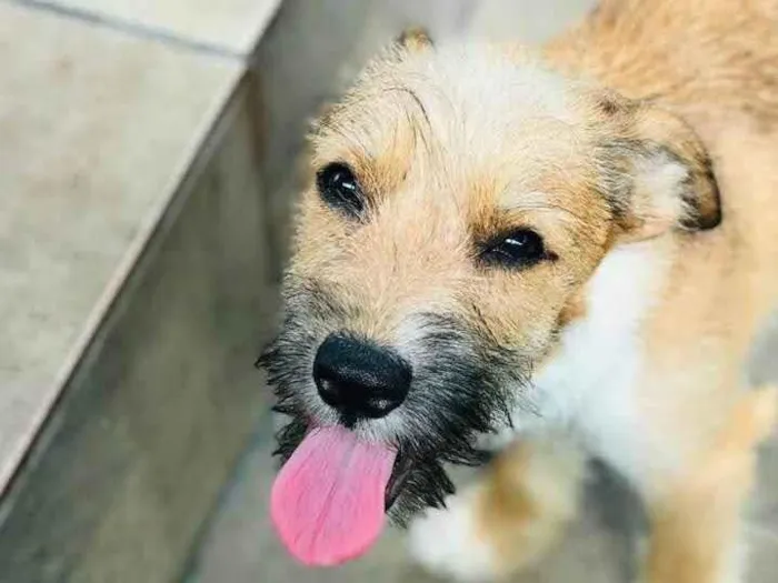 Cachorro ra a SRD-ViraLata idade 2 a 6 meses nome Zeca