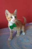 APOLO