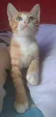 APOLO