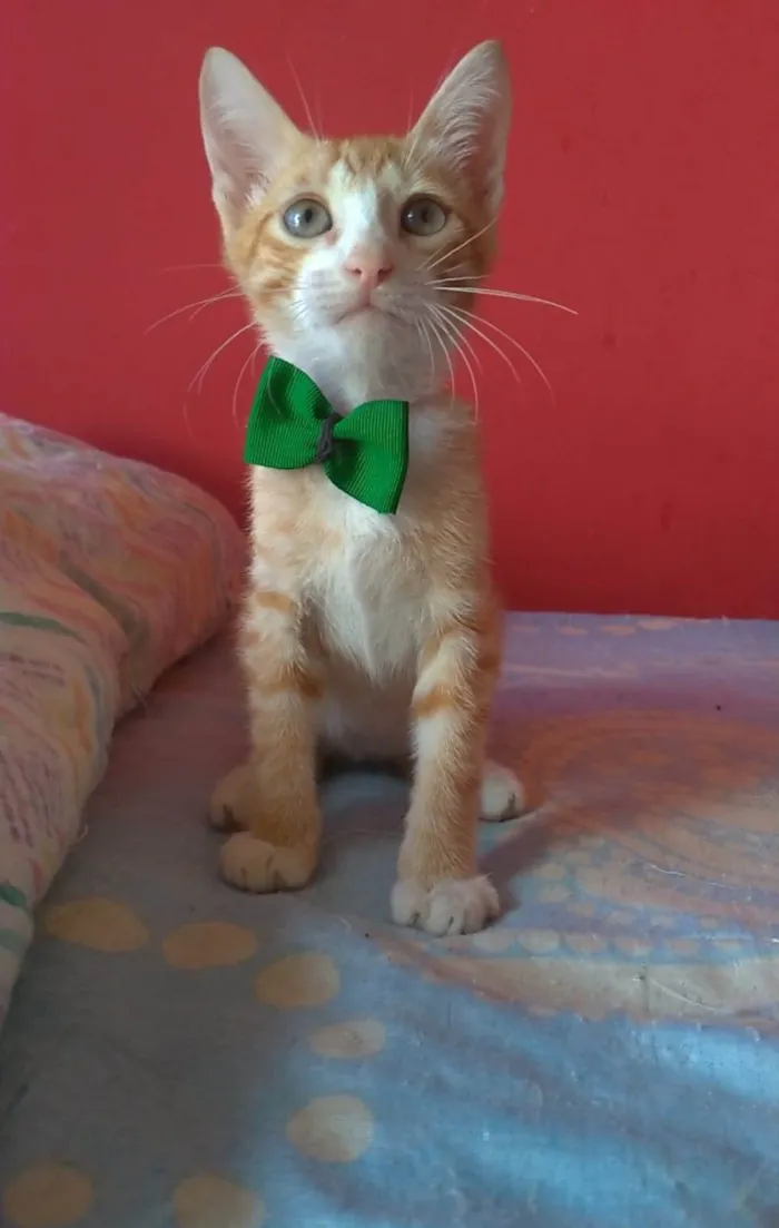 Gato ra a srd idade 2 a 6 meses nome APOLO