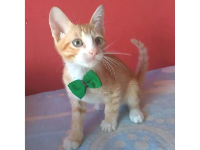 Gato ra a srd idade 2 a 6 meses nome APOLO