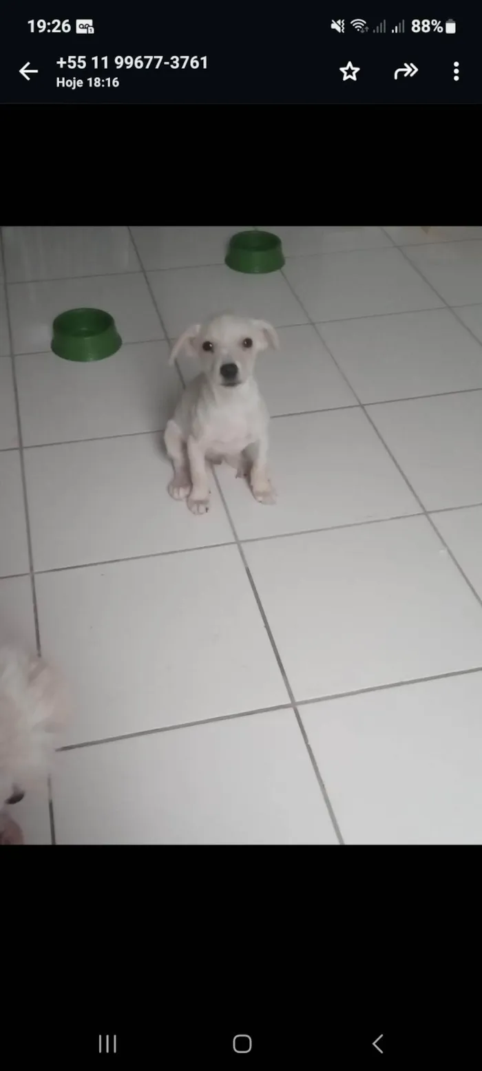 Cachorro ra a SRD-ViraLata idade 2 a 6 meses nome Branquinho