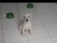 Branquinho