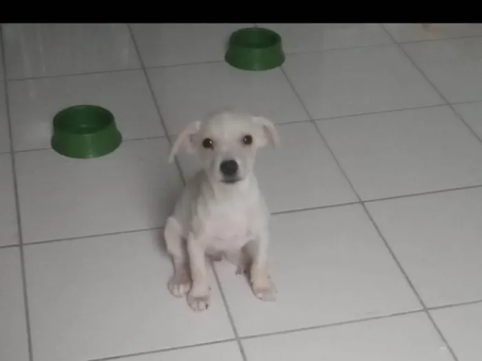 Cachorro ra a SRD-ViraLata idade 2 a 6 meses nome Branquinho