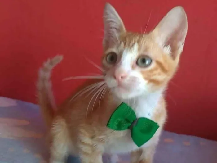 Gato ra a srd idade 2 a 6 meses nome APOLO
