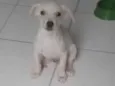 Branquinho