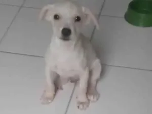 Cachorro raça SRD-ViraLata idade 2 a 6 meses nome Branquinho