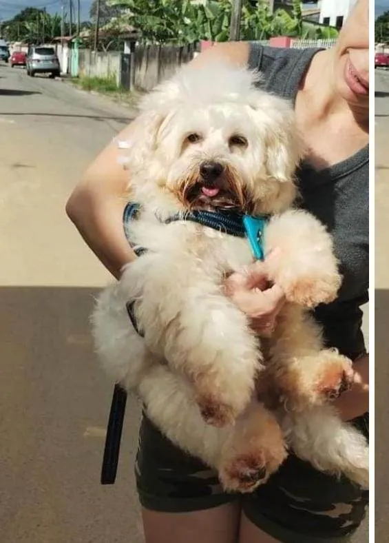 Cachorro ra a Poodle idade 2 anos nome Kiko