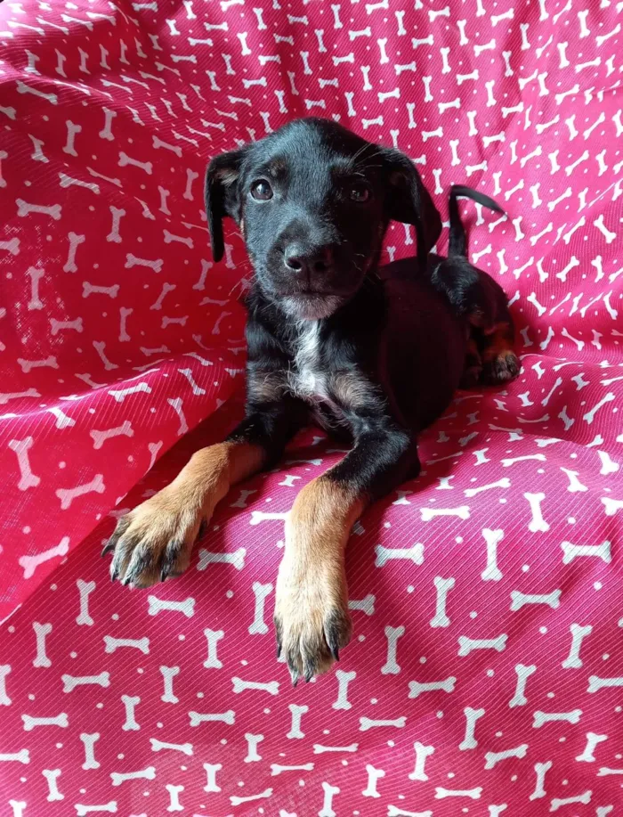 Cachorro ra a SRD-ViraLata idade 2 a 6 meses nome Despacito 