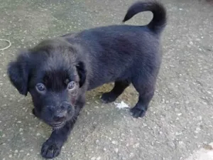 Cachorro raça SRD-ViraLata idade Abaixo de 2 meses nome Belinha 
