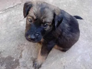 Cachorro raça SRD-ViraLata idade Abaixo de 2 meses nome Doris
