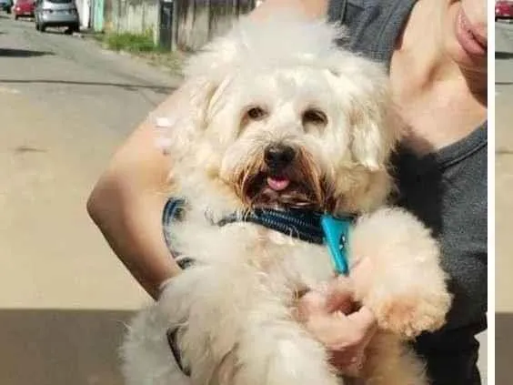 Cachorro ra a Poodle idade 2 anos nome Kiko