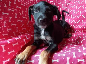 Cachorro raça SRD-ViraLata idade 2 a 6 meses nome Despacito 