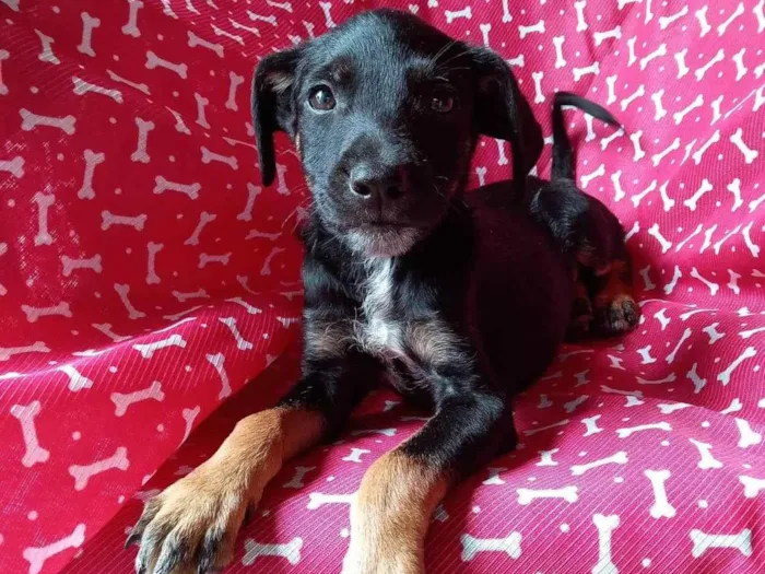 Cachorro ra a SRD-ViraLata idade 2 a 6 meses nome Despacito 
