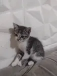 Pérola e zoe