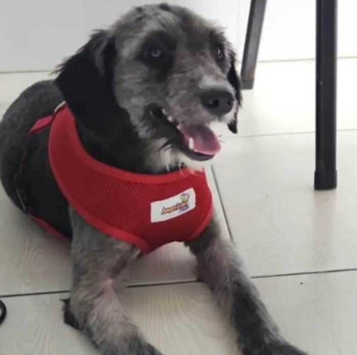 Cachorro ra a SRD-Viralata idade 1 ano nome Pudim