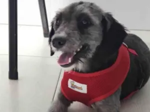 Cachorro raça SRD-Viralata idade 1 ano nome Pudim