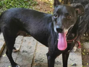 Cachorro raça SRD-ViraLata idade 2 anos nome Dior