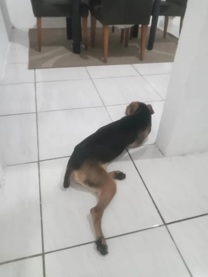 Cachorro ra a Sharpes misturado com outra raça idade 7 a 11 meses nome Duck