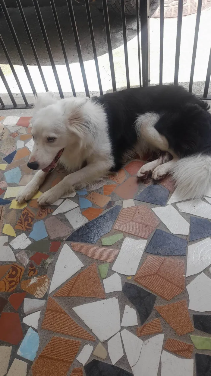 Cachorro ra a Borde collie  idade 1 ano nome Luck