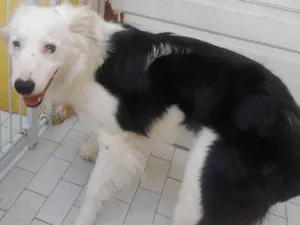 Cachorro raça Borde collie  idade 1 ano nome Luck