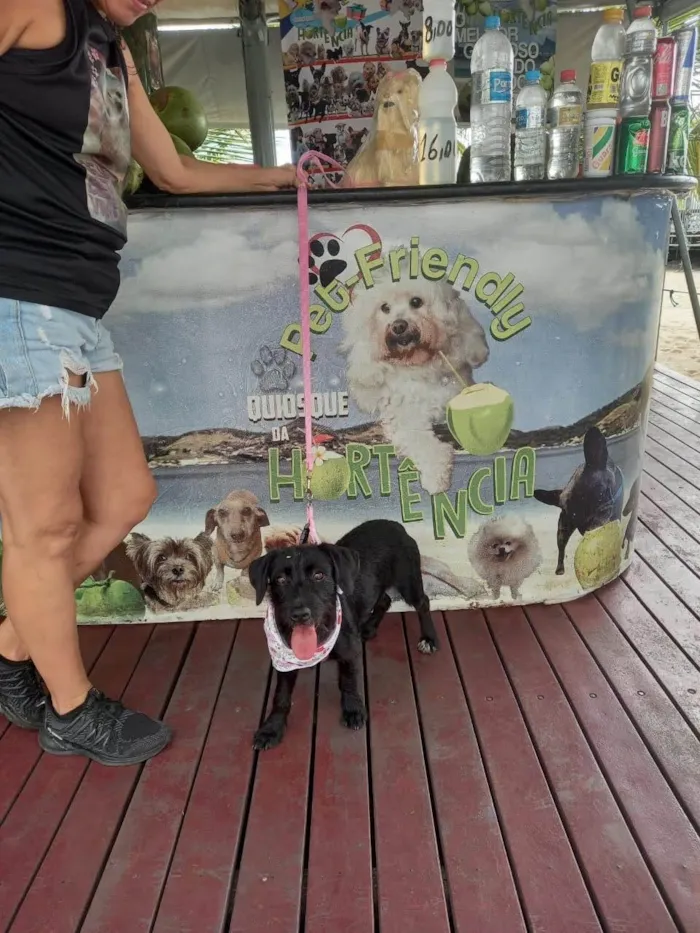 Cachorro ra a SRD-ViraLata idade 7 a 11 meses nome Princesa 