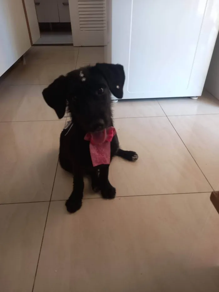 Cachorro ra a SRD-ViraLata idade 7 a 11 meses nome Princesa 