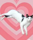 Cherry 1aninho