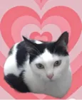 Cherry 1aninho