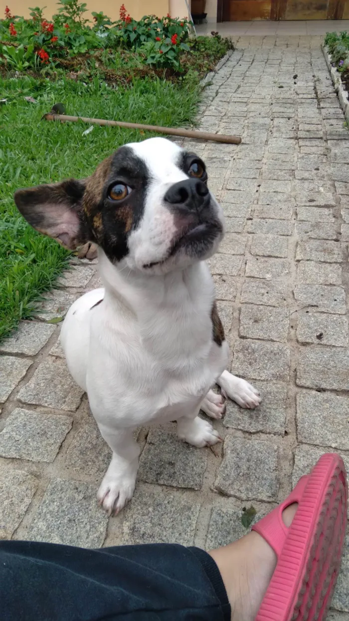 Cachorro ra a SRD- mistura de Buldogue Francês com yorkshire  idade 7 a 11 meses nome Chico Buarque 