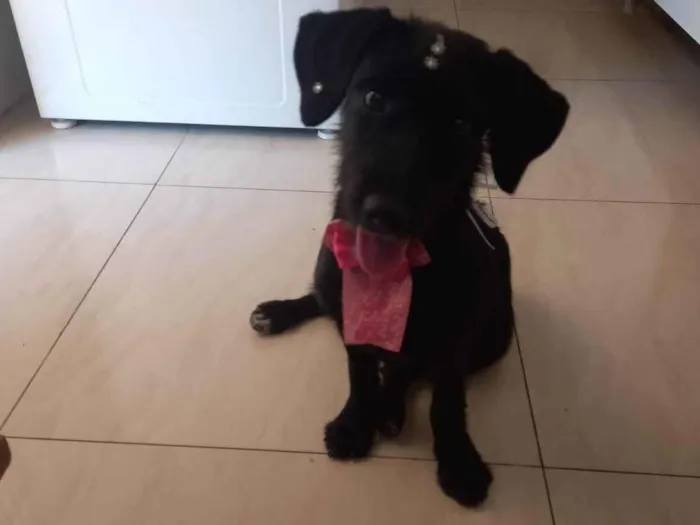 Cachorro ra a SRD-ViraLata idade 7 a 11 meses nome Princesa 