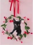 Kiwi bb2meses Linda 