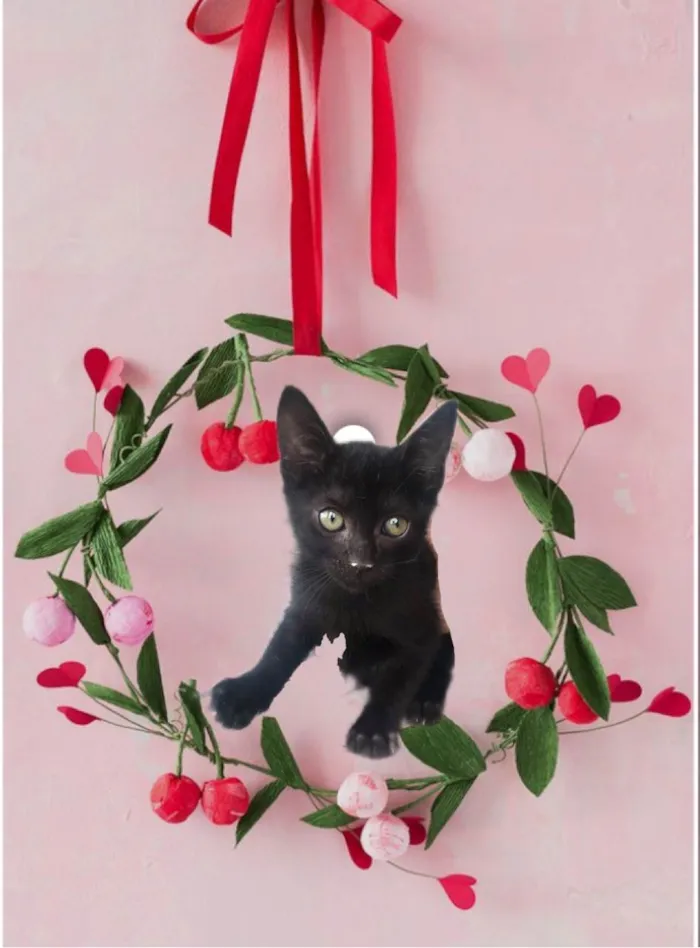 Gato ra a SRD-ViraLata idade 2 a 6 meses nome Kiwi bb2meses Linda 